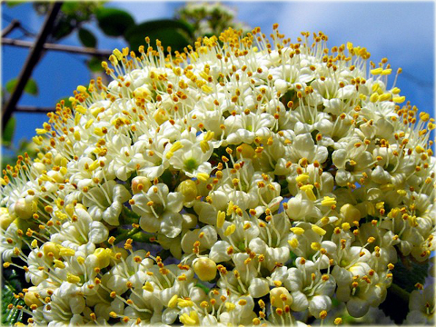 Kalina sztywnolistna Vibrunum rhytidophyllum
