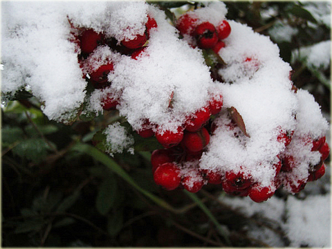 Kalina sztywnolistna Vibrunum rhytidophyllum