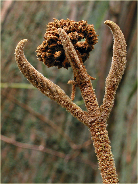 Kalina sztywnolistna Vibrunum rhytidophyllum
