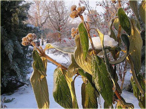 Kalina sztywnolistna Vibrunum rhytidophyllum