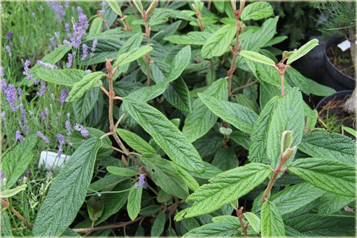Kalina sztywnolistna Vibrunum rhytidophyllum