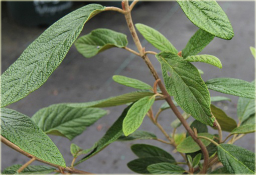 Kalina sztywnolistna Vibrunum rhytidophyllum