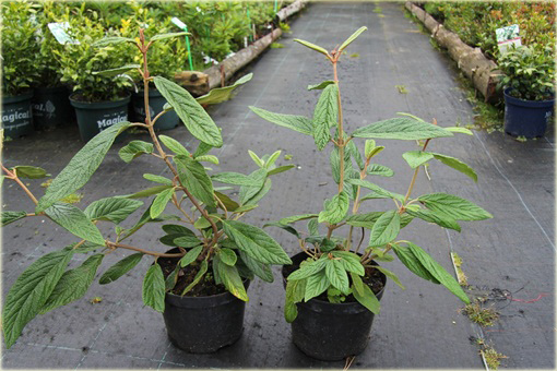 Kalina sztywnolistna Vibrunum rhytidophyllum