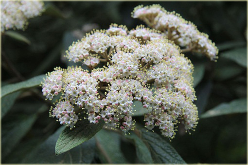 Kalina sztywnolistna Vibrunum rhytidophyllum