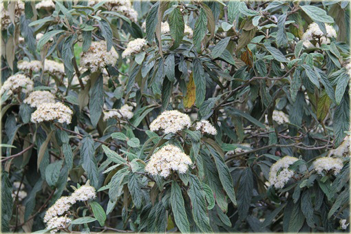 Kalina sztywnolistna Vibrunum rhytidophyllum