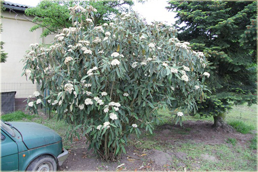 Kalina sztywnolistna Vibrunum rhytidophyllum