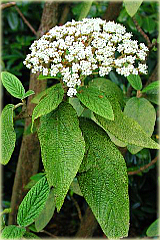 Kalina sztywnolistna Vibrunum rhytidophyllum