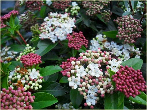 Kalina wawrzynowata kalina wiecznie zielona Viburnum tinus