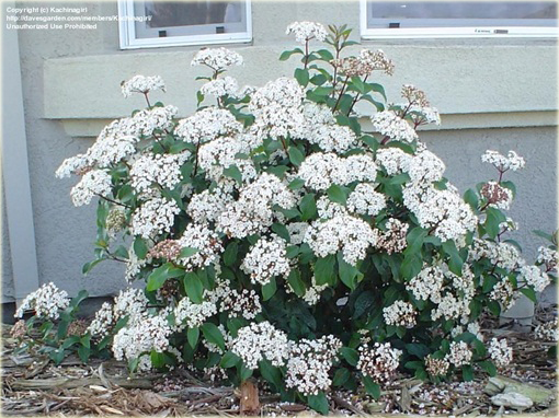 Kalina wawrzynowata kalina wiecznie zielona Viburnum tinus