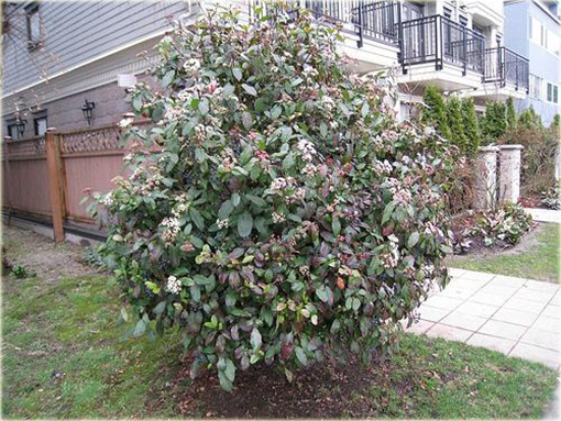 Kalina wawrzynowata kalina wiecznie zielona Viburnum tinus