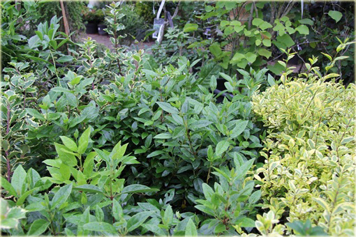 Kalina wawrzynowata kalina wiecznie zielona Viburnum tinus