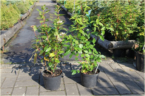 Kalina wawrzynowata kalina wiecznie zielona Viburnum tinus