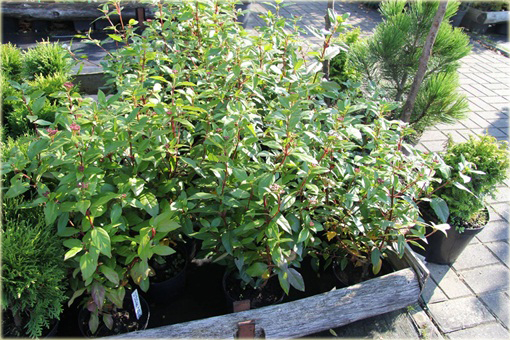 Kalina wawrzynowata kalina wiecznie zielona Viburnum tinus