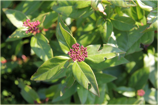 Kalina wawrzynowata kalina wiecznie zielona Viburnum tinus