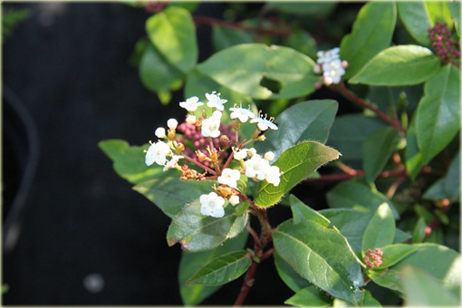 Kalina wawrzynowata kalina wiecznie zielona Viburnum tinus