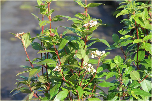 Kalina wawrzynowata kalina wiecznie zielona Viburnum tinus