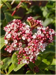 Kalina wawrzynowata kalina wiecznie zielona Viburnum tinus