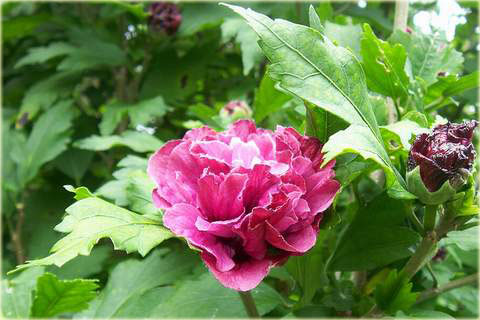 Ketmia syryjska Duc de Brabant Hibiscus syriacus Duc de Brabant