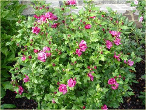 Ketmia syryjska Duc de Brabant Hibiscus syriacus Duc de Brabant