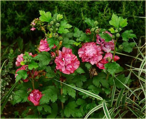 Ketmia syryjska Duc de Brabant Hibiscus syriacus Duc de Brabant