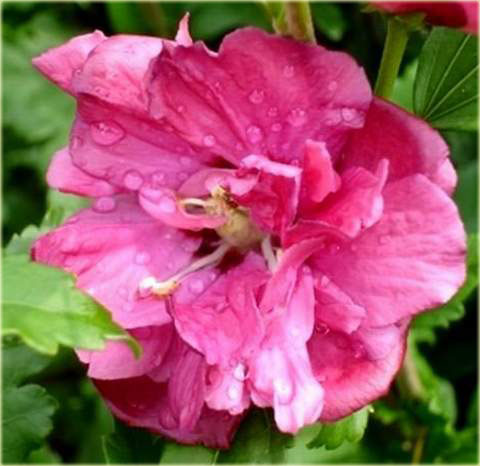 Ketmia syryjska Duc de Brabant Hibiscus syriacus Duc de Brabant