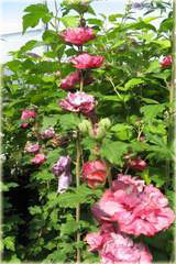 Ketmia syryjska Duc de Brabant Hibiscus syriacus Duc de Brabant