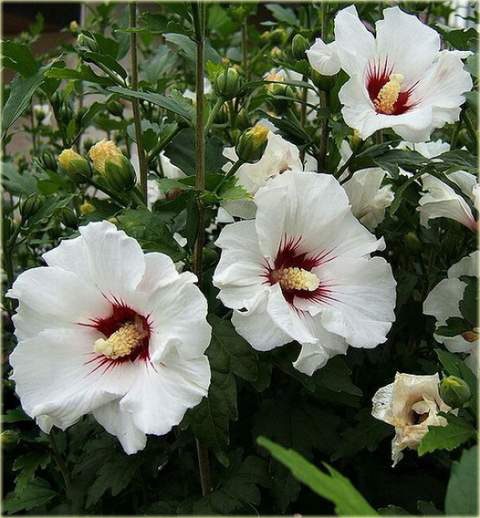 Ketmia syryjska Red Heart Hibiscus syriacus Red Heart