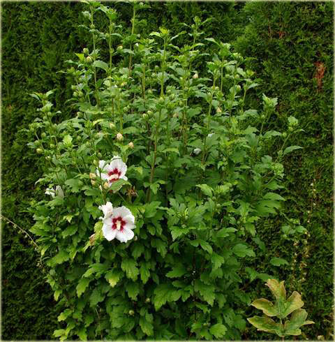 Ketmia syryjska Red Heart Hibiscus syriacus Red Heart