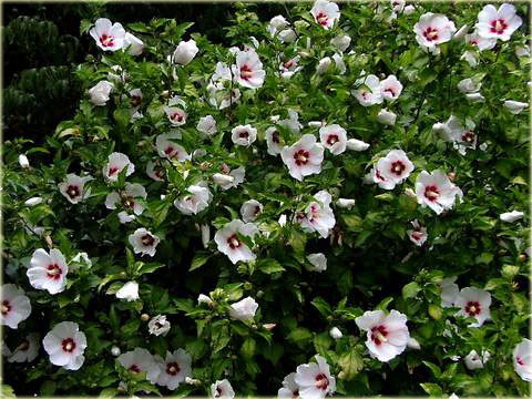 Ketmia syryjska Red Heart Hibiscus syriacus Red Heart