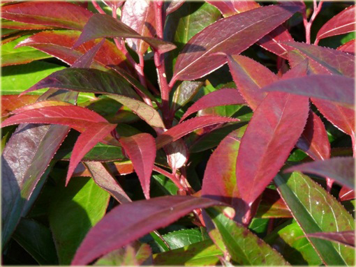 Kiścień japoński Royal Ruby Leucothoe keiskei