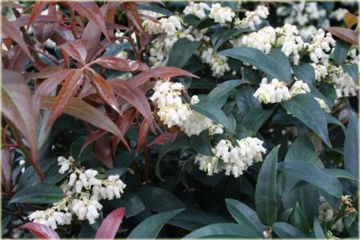 Kiścień japoński Royal Ruby Leucothoe keiskei