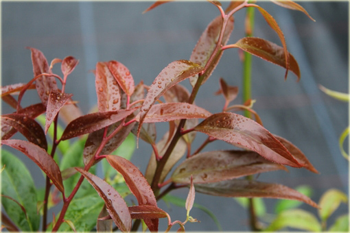 Kiścień japoński Royal Ruby Leucothoe keiskei