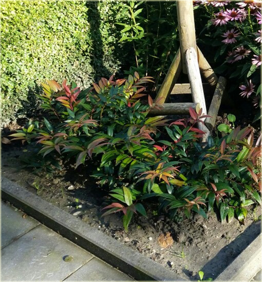 Kiścień japoński Royal Ruby Leucothoe keiskei