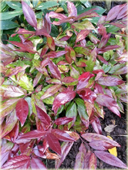 Kiścień japoński Royal Ruby Leucothoe keiskei