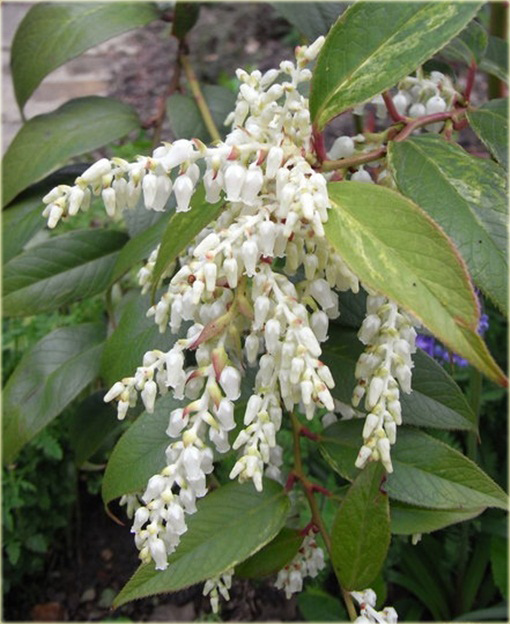 Kiścień Waltera Rainbow Leucothoe walteri