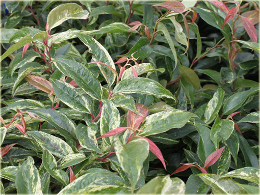 Kiścień Waltera Rainbow Leucothoe walteri