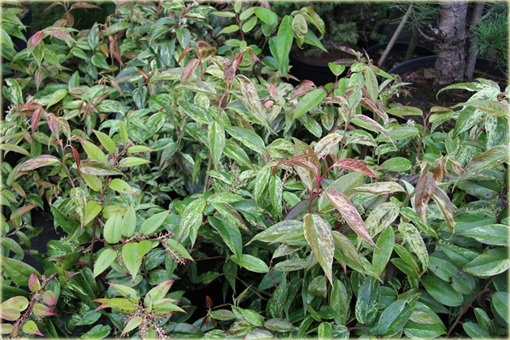 Kiścień Waltera Rainbow Leucothoe walteri