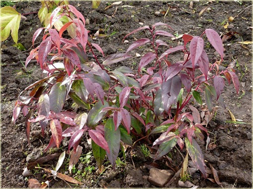 Kiścień Waltera Rainbow Leucothoe walteri