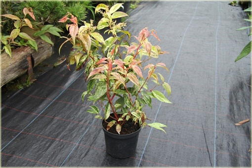 Kiścień Waltera Rainbow Leucothoe walteri