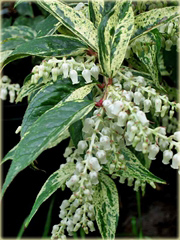 Kiścień Waltera Rainbow Leucothoe walteri