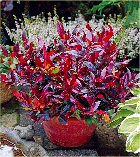 Kiścień Zeblid Leucothoe Zeblid