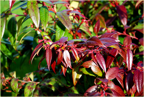 Kiścień Zeblid Leucothoe Zeblid