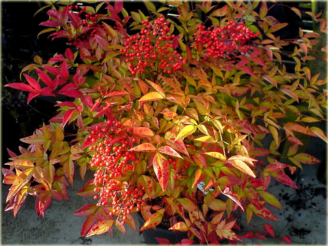 Kiścień Zeblid Leucothoe Zeblid