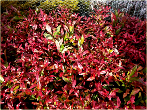 Kiścień Zeblid Leucothoe Zeblid