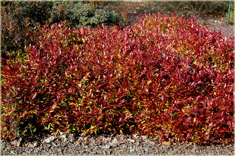 Kiścień Zeblid Leucothoe Zeblid