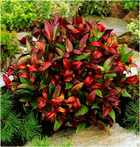 Kiścień Zeblid Leucothoe Zeblid