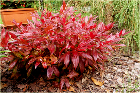 Kiścień Zeblid Leucothoe Zeblid