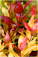 Kiścień Zeblid Leucothoe Zeblid