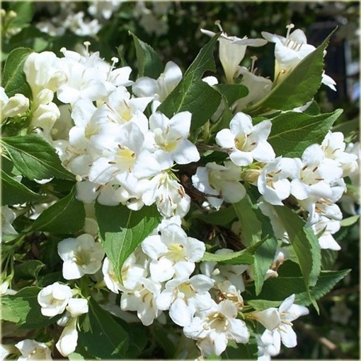 Krzewuszka biała Weigela white