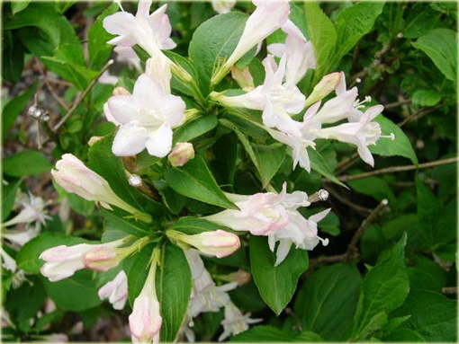 Krzewuszka biała Weigela white